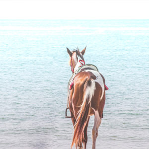 Pacchetto escursione a cavallo