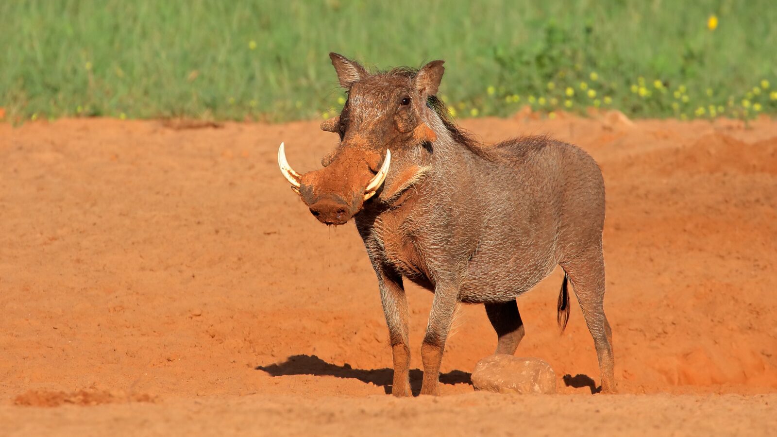 Hakuna Matata — Kenya
