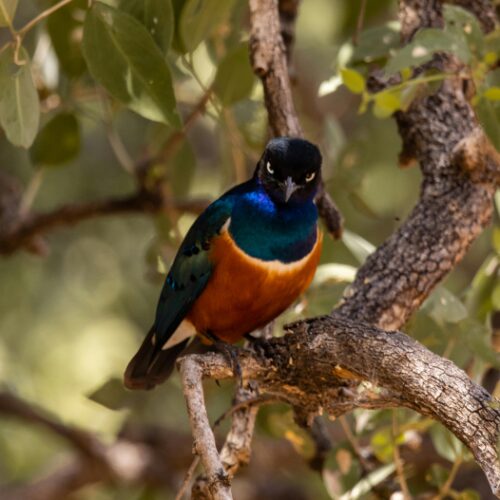 Zazu Tour — Kenya