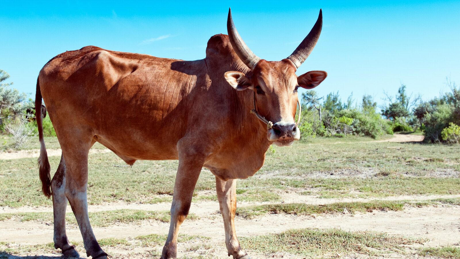 Zebu Tour